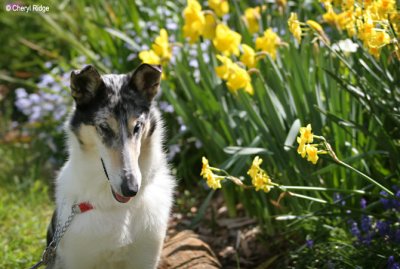 2194-rosie-daffodils.jpg