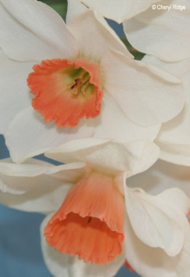2196-daffodils.jpg