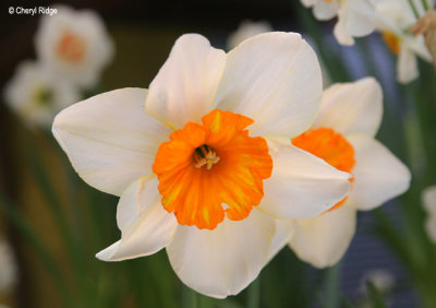 2197-daffodil.jpg