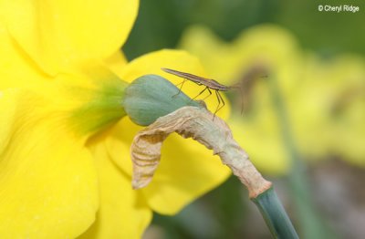 2207-bug-daffodil.jpg