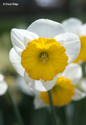 2216-daffodil.jpg