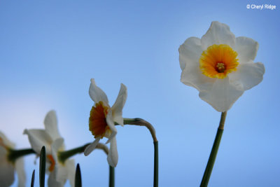 2223-daffodils-web.jpg