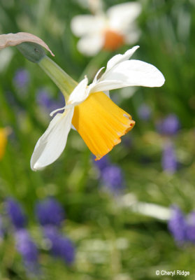 2226-daffodil.jpg