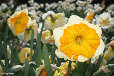 2227-daffodils.jpg