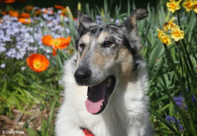 2234-rosie-daffodils.jpg