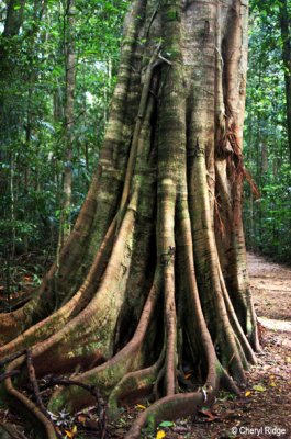 3587- Mary Cairncross reserve - rainforest
