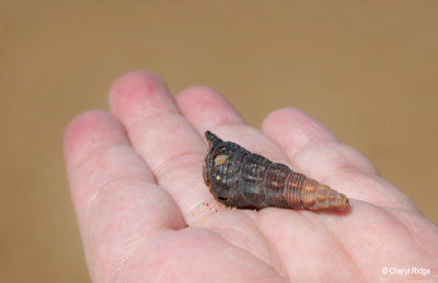 3145-shell.jpg