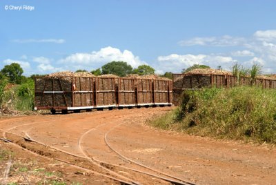 3150-sugar-cane-train.jpg