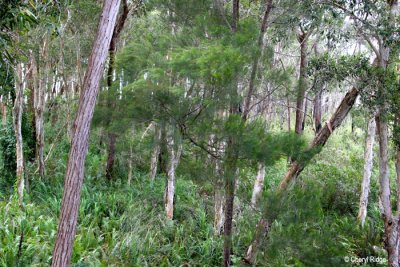 3373- view from our deck at Kingfisher Bay