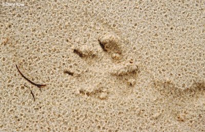 3397- dingo paw print in sand
