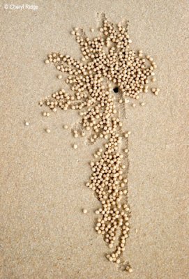 3423- soldier crab sand art
