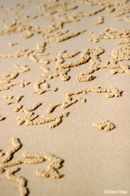 3426 - soldier crab sand art