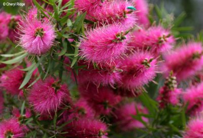 2522-bottlebrush.jpg