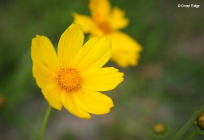 3101-yellow-flowers.jpg