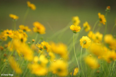 3185-yellow-flowers.jpg