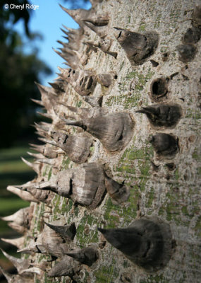 3301-spiked-trunk.jpg