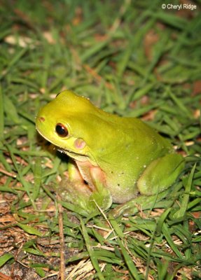 3538-frog.jpg