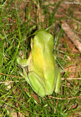 3546-frog.jpg