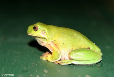 Green Tree Frog