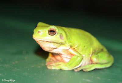 3549-frog.jpg