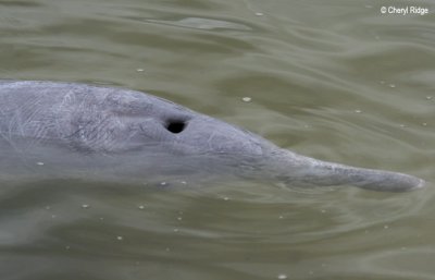 3135-dolphin.jpg