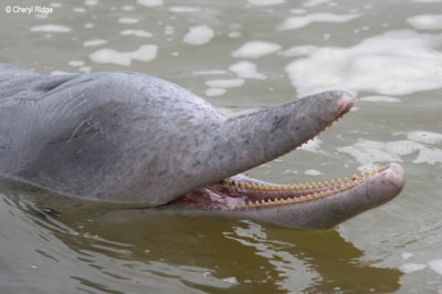 Indo-Pacific Humpback Dolphins