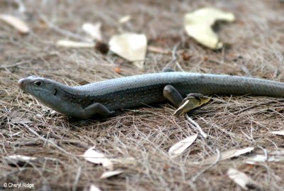 3849-skink.jpg