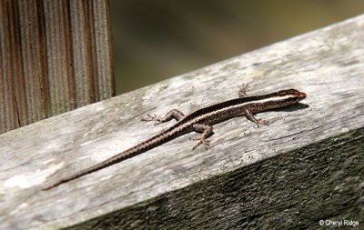 4308-skink.jpg