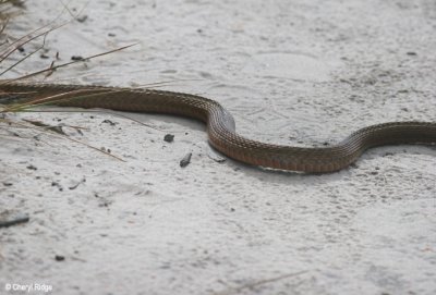 4081-snake, fraser island queensland