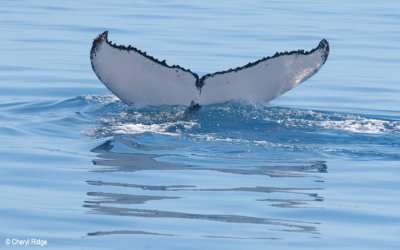 4016-whale-tail.jpg