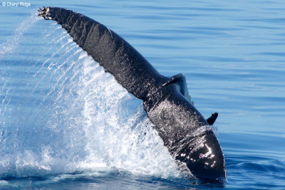 4019-whale-tail.jpg