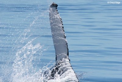 4020-whale-flipper.jpg