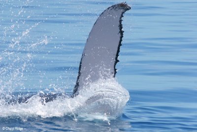 4021-whale-flipper.jpg