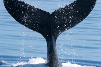 4027-whale-tail.jpg