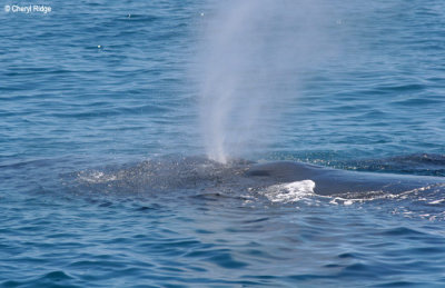 4056-whale-blowhole.jpg