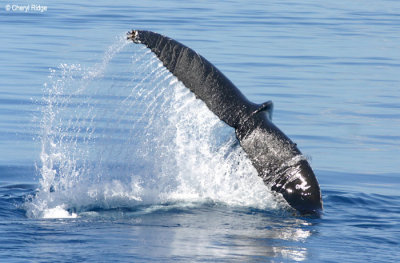 9737-whale-tail.jpg