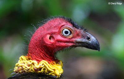 3812-brush-turkey.jpg