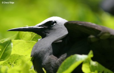 3571-black-noddies.jpg