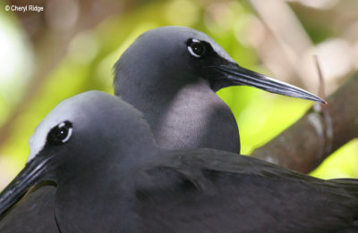 3580-black-noddies.jpg