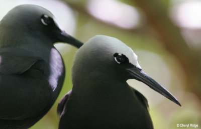 3586-black-noddies.jpg