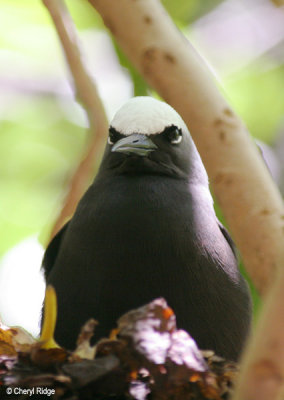 3593-black-noddy.jpg