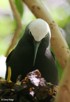 3595-black-noddy.jpg
