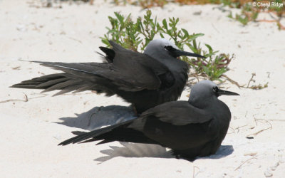 3621-black-noddies.jpg