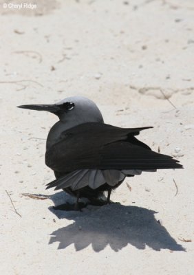 3623-black-noddy.jpg