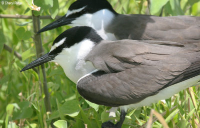 3616-bridled-tern.jpg