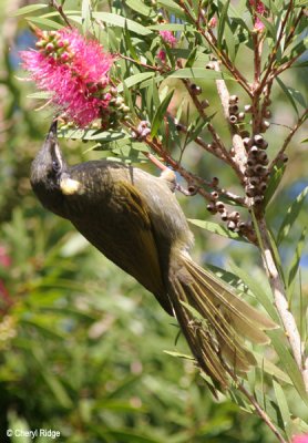 2673-lewins-honeyeater.jpg