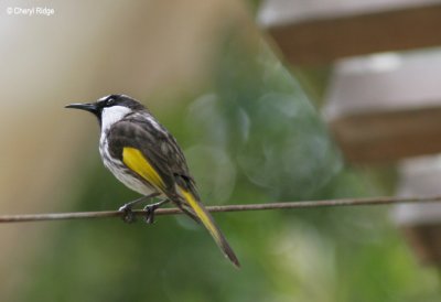 3848-whck-honeyeater.jpg