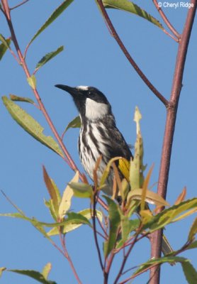 4086-whck-honeyeater.jpg