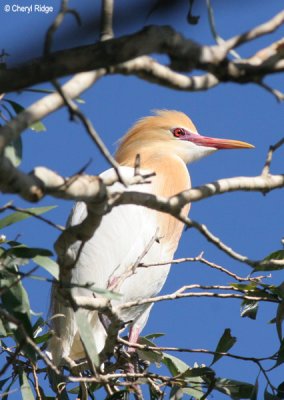 3438-cattle-egret.jpg