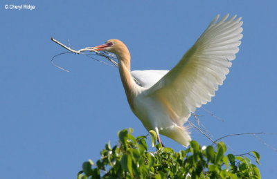 Egrets and Herons